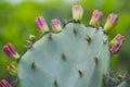 Close up of cactus fruits, nature