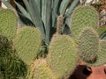 Close-up of a cactus with green leaves and needles on the background of aloe. Selective focus Royalty Free Stock Photo