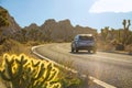 CLOSE UP: Cactus grows by side of road leading tourists through joshua tree park Royalty Free Stock Photo