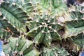 Cactus Gymnocalycium Mihanovichii top view