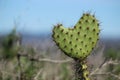 Close up of a cactus leaf shaped like a heart against blue sky Royalty Free Stock Photo