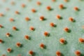 Close up of cactus leaf texture Royalty Free Stock Photo