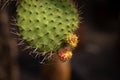 Cactus leave with new sprout Royalty Free Stock Photo