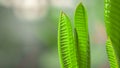 Close up cactus leaves, abstract green leaves texture, nature background Royalty Free Stock Photo