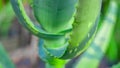 Close up cactus leaves, abstract green leaves texture, nature background Royalty Free Stock Photo