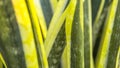 Close up cactus leaves, abstract green leaves texture, nature background Royalty Free Stock Photo