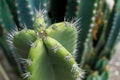 Close up of cactus with long thorns