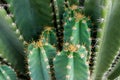 Close up of cactus with long thorns