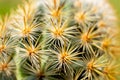 Close up of cactus with long thorns