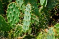 Close up of a cactus with lot sof spikes Hvar island
