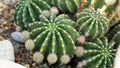 Hedgehog cactus with lots of offspring.