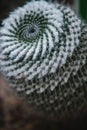 Close up on cactus mammillaria, top view Royalty Free Stock Photo