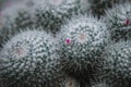 Close up on cactus mammillaria, top view Royalty Free Stock Photo