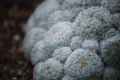 Close up on cactus mammillaria, top view