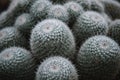 Close up on cactus mammillaria, top view Royalty Free Stock Photo