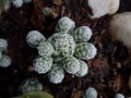 Close-up of cactus Mammillaria vetula is a species of cactus Royalty Free Stock Photo