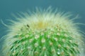 Close up of cactus in the natural for background.