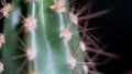 Close-up of cactus with needles on black background. Fragment of small elongated cactus in brown pot on black isolated