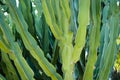 Close-up of cactus night blooming cereus