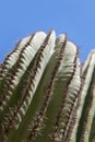 Close up of cactus in the outback, Cabo San Lucas, Baja California Sur, Mexico Royalty Free Stock Photo