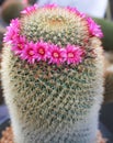 Cactus with pink colorful flowers blooming in garden background Royalty Free Stock Photo