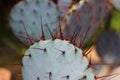 Close up of a Cactus plant