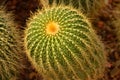 Close up of cactus, plant of desert