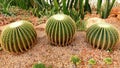 Close up of cactus plant