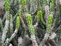 Dense cactus plant with multiple spiky Royalty Free Stock Photo