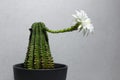 Close-up of cactus plant in his blooming with white flower. Studio background of textured grey wall. Royalty Free Stock Photo