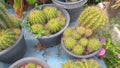 Cactus plants in pot Royalty Free Stock Photo