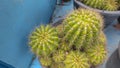 Cactus plants in pot Royalty Free Stock Photo