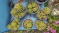 Cactus plants in pot Royalty Free Stock Photo