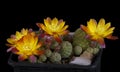 Cactus in a pot isolated on a black background