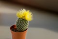 Close up of cactus in pot, with flowers isolated in dark background in evening