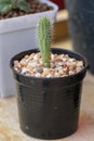 Close up cactus on pot in a garden.Cactus for home decoration. Royalty Free Stock Photo