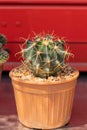 Close up cactus on pot in a garden.Cactus for home decoration on red background. Royalty Free Stock Photo