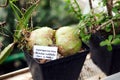 Close up of cactus in a pot. A variety of succulents in Africa. Bowiea volubilis