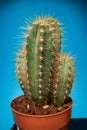 close up of cactus.potted cactus with spines