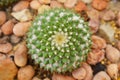 close up cactus in sand and stone