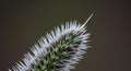 Close-up of a cactus with sharp, white spines densely covering a green surface.