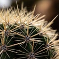 Sharp spines emanating radially from dark areoles on a green Royalty Free Stock Photo