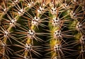 Close-up of a cactus, showcasing its dense array of long, sharp Royalty Free Stock Photo