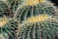 A close up of cactus spikes