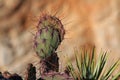 Close up of cactus spines