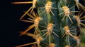 Close-up of Cactus Spines Against a Dark Background