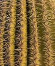 Close up Of Cactus Spines Royalty Free Stock Photo