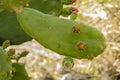 Close-up Of Cactus Stem
