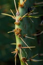 Close-Up of Cactus Stem with Sharp Spines Royalty Free Stock Photo