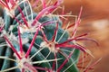 Closeup cactus stem with sharp spines, top view. Areoles green cactus with big red prickles.
